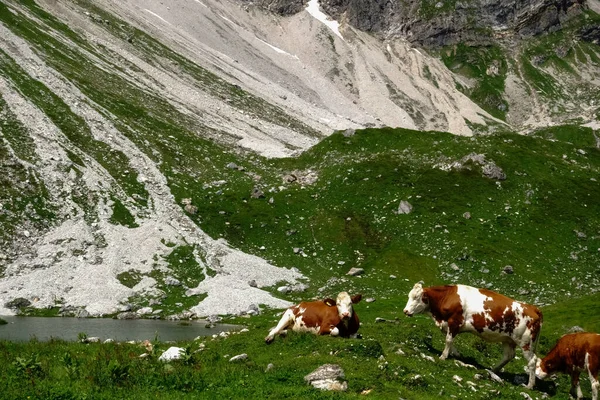 Hnědé Bílé Krávy Horského Jezera Zelenou Loukou Létě — Stock fotografie