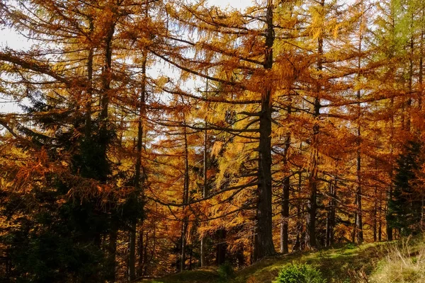 Πολύχρωμο Δάσος Στον Ήλιο Ενώ Πεζοπορία Φθινόπωρο Στα Βουνά — Φωτογραφία Αρχείου