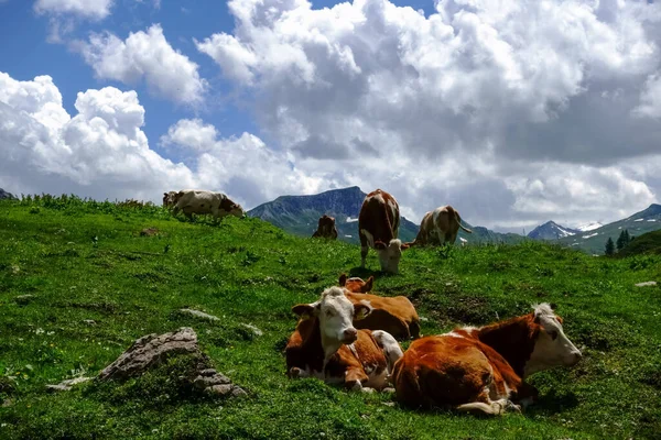 Vaches Couchées Dans Une Prairie Verdoyante Dans Les Montagnes Vue — Photo