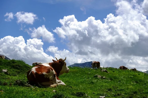 Cow Lies Green Meadow Looks Other Cows Mountains Wonderful Sky — Stock Photo, Image