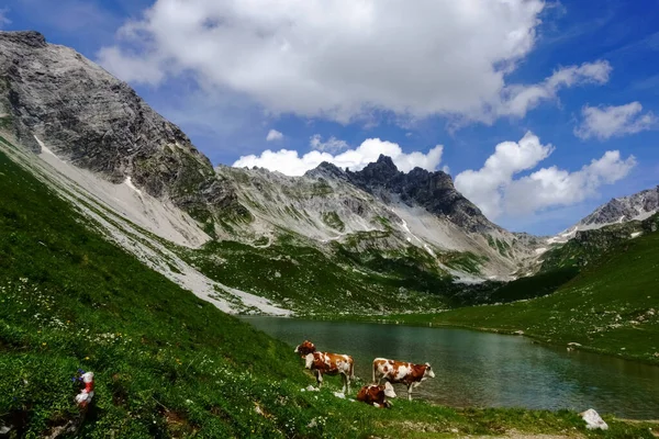 Krávy Horském Jezeře Nádherném Horském Údolí Při Turistice Létě — Stock fotografie