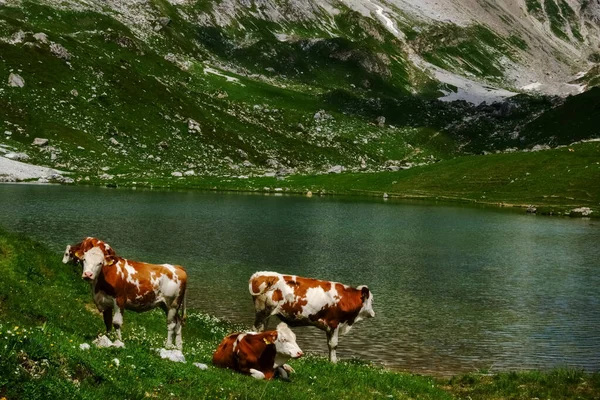 Krávy Stojící Zelené Louce Horském Jezeře Při Turistice — Stock fotografie