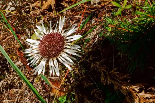 Glödande Vit Stor Blomma Solen Naturgolvet — Stockfoto