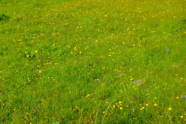 Prado Verde Fresco Con Hierba Fresca Flores Amarillas Verano — Foto de Stock