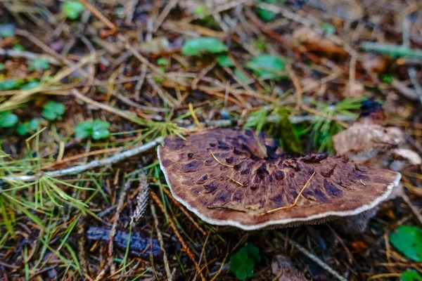 Tasty Hawks Wing Mushroom Forest Floor Autumn — Stock Photo, Image