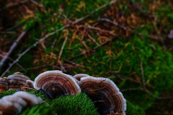 Muitos Cogumelos Medicinais Poliporo Coloridos Tronco Árvore Chá — Fotografia de Stock