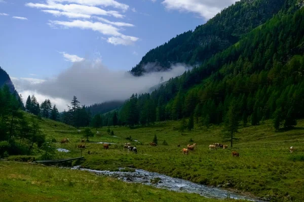休暇中の朝ハイキング中に小川や霧の近くの多くの牛が — ストック写真