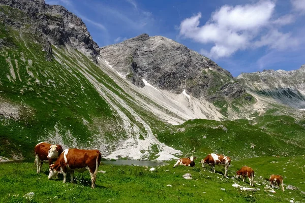 Nombreuses Vaches Debout Dans Pré Verdoyant Dans Les Montagnes Autriche — Photo