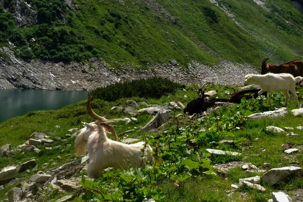 Mnoho Koz Kopci Zelenými Rostlinami Skalami Slunci Při Turistice — Stock fotografie