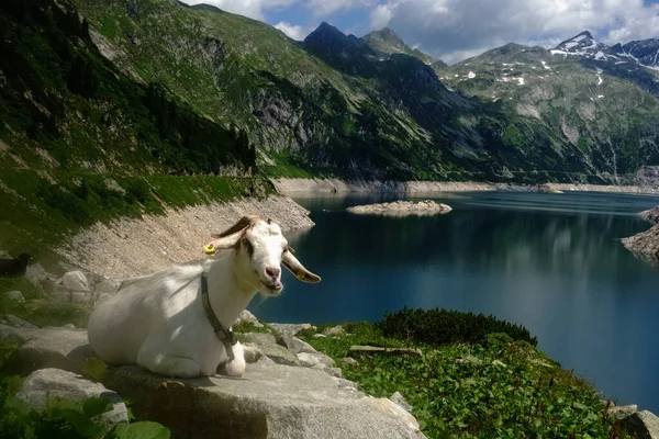 Bílá Horská Koza Leží Skále Vodní Elektrárně Rakousku Dívá Kamery — Stock fotografie