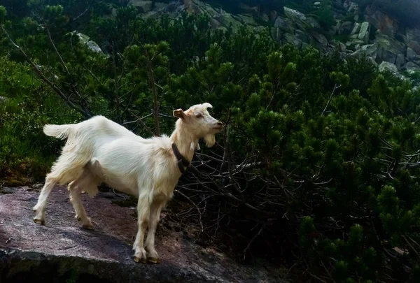 白い山のヤギは山の岩の上に立って低木を見て — ストック写真