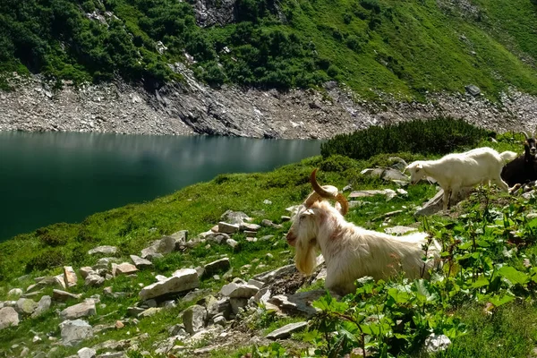 Bílé Horské Kozy Kroucenými Rohy Kopci Jezeře Létě — Stock fotografie