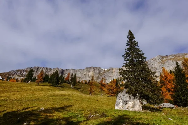 Árvores Coloridas Maravilhosas Prado Nas Montanhas Outono — Fotografia de Stock