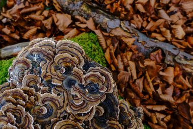 çok renkli tıbbi mantarlar ve sonbaharda birçok yaprak.