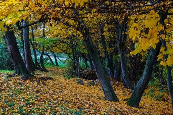 Troncos Pretos Árvores Coloridas Uma Trilha Enquanto Caminhadas Outono — Fotografia de Stock