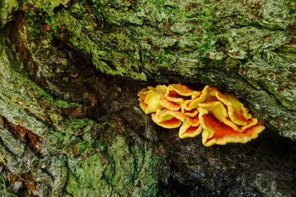 緑の木の上に輝く黄色のオレンジチキンキノコ — ストック写真