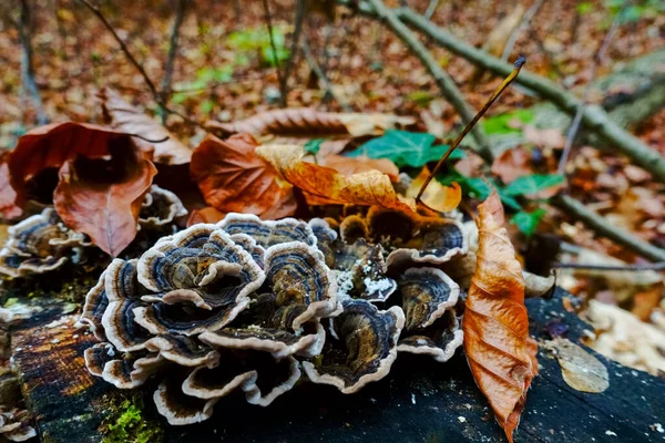 Fungo Colorato Foglie Tronco Albero Autunno — Foto Stock