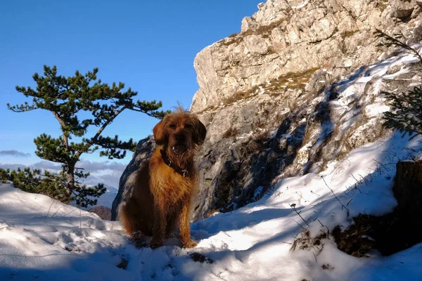 Dragă Câine Stând Zăpadă Munți Uită Cameră Timp Drumeții — Fotografie, imagine de stoc