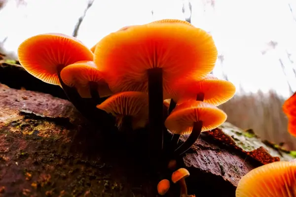 森の中に暗い茎を持つ食用のオレンジ色のキノコ — ストック写真