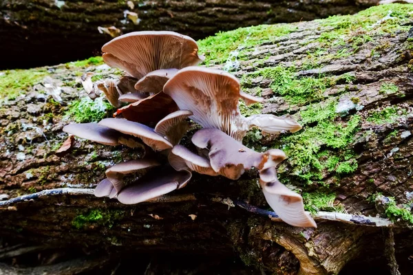 森の木の幹に食用のカキキノコがたくさんあります — ストック写真