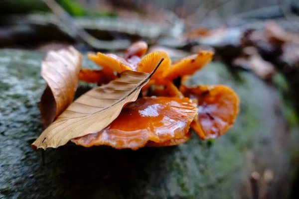 Narancs Ehető Gomba Levelekkel Erdőben Részletesen — Stock Fotó