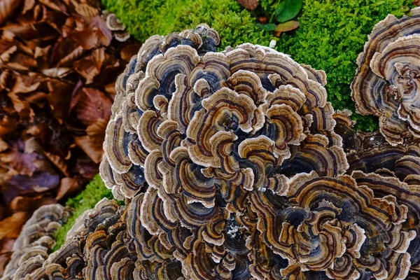 multicolored medicinal mushrooms on a tree trunk detail view