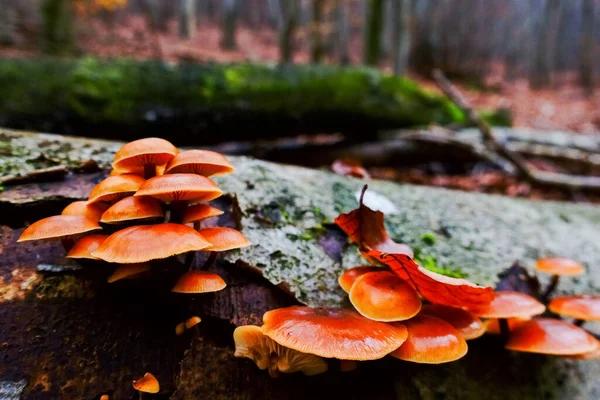 Funghi Commestibili Arancioni Tronco Albero Autunno — Foto Stock
