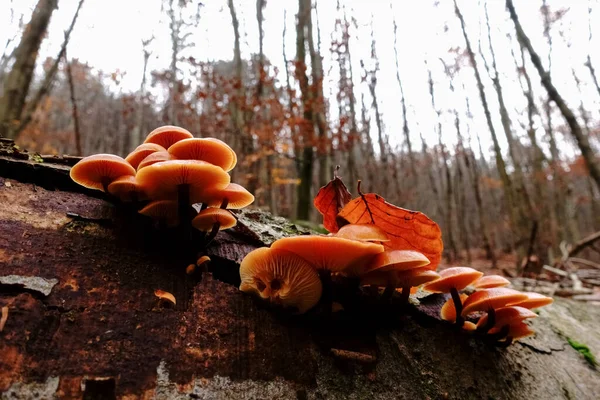 Las Setas Anaranjadas Comestibles Con Tallo Oscuro Sobre Tronco Del —  Fotos de Stock