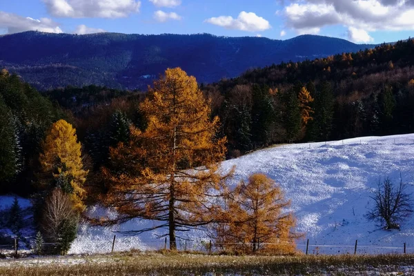 Árboles Coloridos Primera Nieve Otoño Mientras Caminaba Por Las Montañas — Foto de Stock