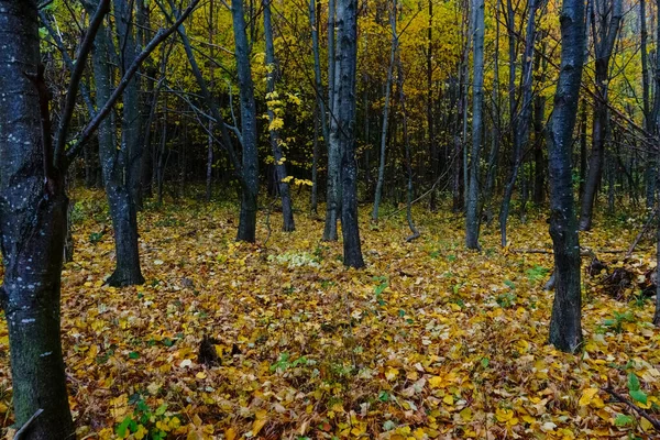 Troncos Escuros Uma Floresta Colorida Com Muitas Folhas Chão Floresta — Fotografia de Stock