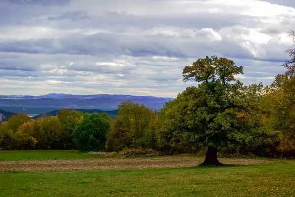Duże Drzewo Polu Zieloną Trawą Chmurami Niebie Jesienią — Zdjęcie stockowe