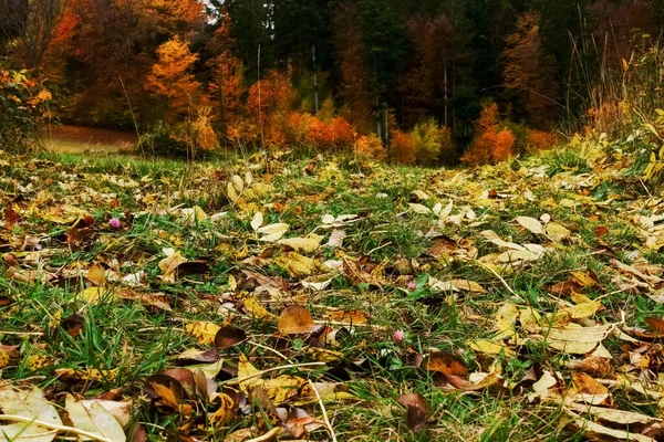 Muitas Folhas Coloridas Prado Árvores Coloridas Fundo Outono — Fotografia de Stock