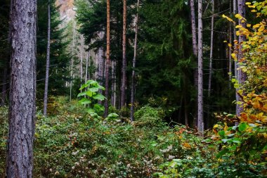 Sonbaharda yürürken ormandaki büyük yapraklı çalılar.