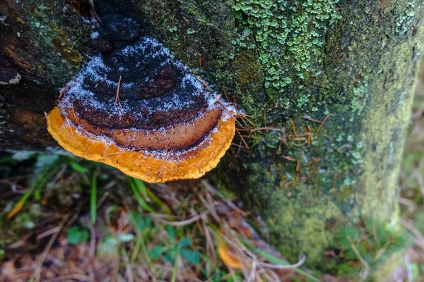 森の木の幹にある多色の冷凍キノコ — ストック写真
