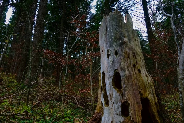 Viele Löcher Einem Alten Baumstamm Wald Beim Wandern — Stockfoto