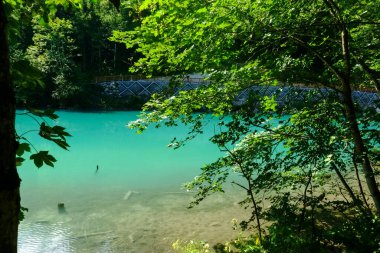 Yazın yürüyüş yaparken ağaçların arasından yeşil turkuaz bir göle bakın.