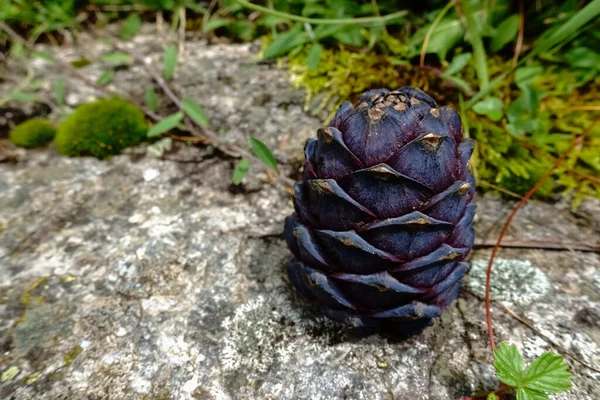 Grande Pinheiro Pedra Fresca Uma Rocha Encontrada Enquanto Caminhadas Verão — Fotografia de Stock