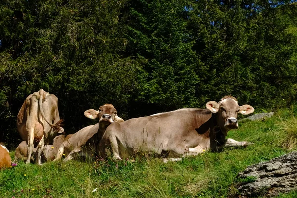 Koeien Liggend Een Weide Zon Kijkend Naar Camera Tijdens Het — Stockfoto