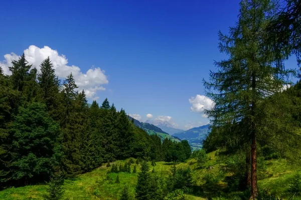 Green Pine Trees Hilly Nature Reserve Blue Sky Summer — Stock Photo, Image