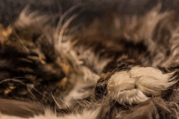Χνουδωτή Κοιμώμενη Γάτα Maine Ρακούν Απαλή Θέα Λεπτομέρεια Πόδια — Φωτογραφία Αρχείου