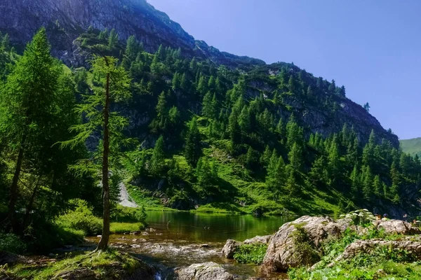 Veel Dennenbomen Een Bergmeer Vakantie Oostenrijk — Stockfoto