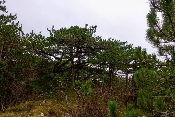 Schöne Bäume Kiefernwald Beim Wandern Auf Einem Hügel Winter — Stockfoto