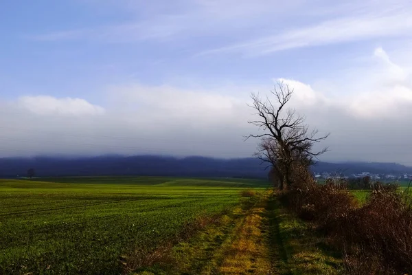 Velhas Árvores Roídas Uma Trilha Com Nuvens Densas Perto Uma — Fotografia de Stock