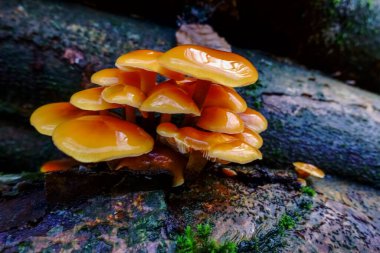 taze turuncu kadife saplı kış mantarı ormanda hayati önem taşıyor.