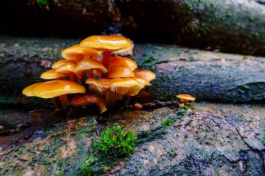 Parlak turuncu kadife saplı kış mantarı ormandaki bir ağaç gövdesinde