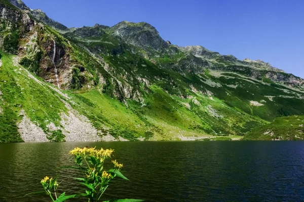Flores Amarelas Lago Montanha Com Maravilhosas Montanhas Verdes Áustria — Fotografia de Stock