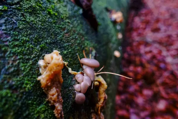 Pequeno Bebê Ostra Cogumelos Tronco Árvore Inverno — Fotografia de Stock