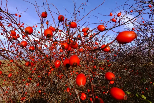 Färska Nypon Buske Vintern Med Blå Himmel — Stockfoto