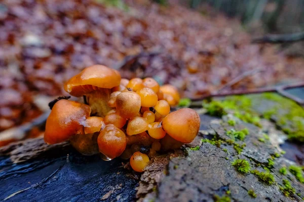 Viele Orange Samtstamm Winter Pilz Detail Ansicht — Stockfoto