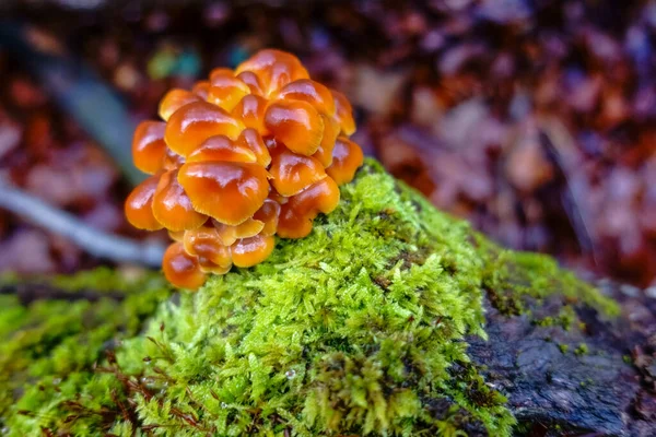 Gambo Velluto Arancione Fungo Invernale Sul Muschio Verde Nella Foresta — Foto Stock